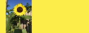 Bild: Banner Sonnenblume