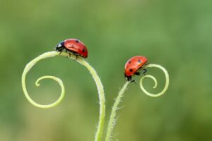 Bild: zwei Marienkäfer auf Gras