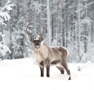 Bild: Rentier im Schnee