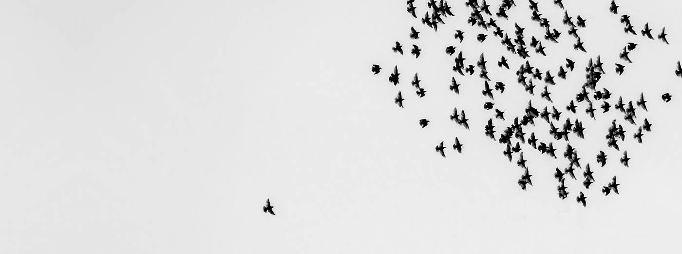 Banner: ein Vogelschwarm, ein einzelner Vogel fliegt hinterher
