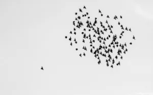 ein Vogelschwarm, mit etwas Abstand fliegt ein einzelner Vogel