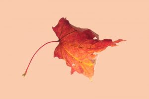 Bild: verwelktes Blatt